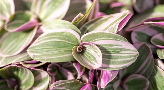 Tradescantia 'Sweetness'