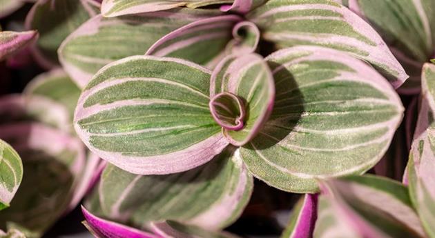 Tradescantia 'Sweetness'