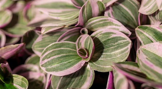 Tradescantia 'Sweetness'