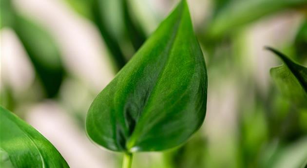 Alocasia 'Tiny Dancer'