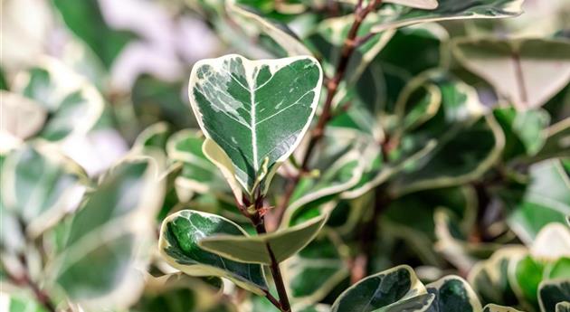 Ficus lingua 'Triangelaris Variegated'