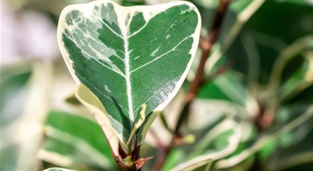 Ficus lingua 'Triangelaris Variegated'