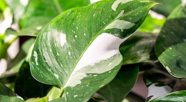 Philodendron 'White Wizard'