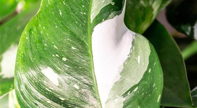 Philodendron 'White Wizard'