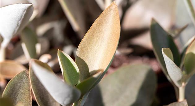 Kalanchoe orgyalis