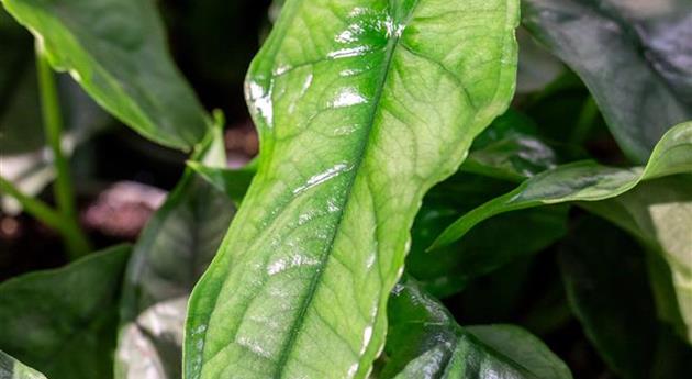 Alocasia 'Dragon Breath'