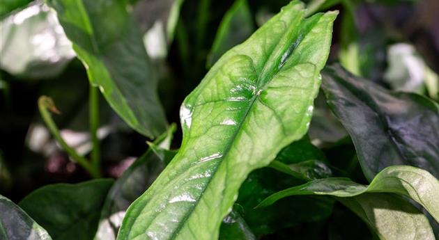 Alocasia 'Dragon Breath'