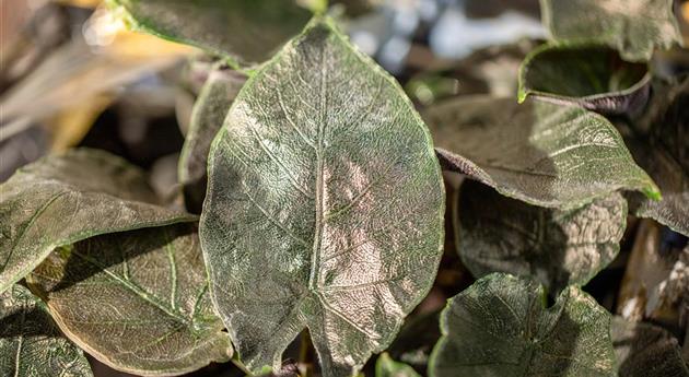 Alocasia azlanii