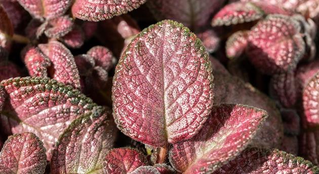 Episcia cupreata 'Malayan'