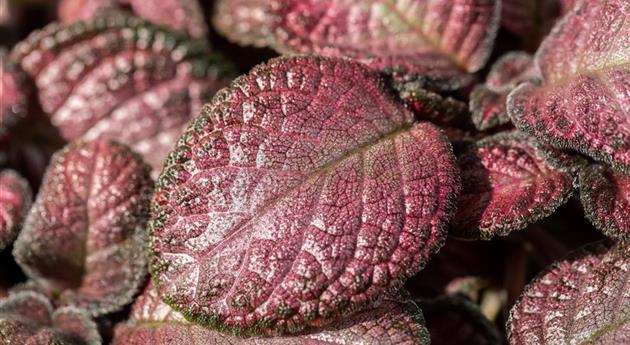 Episcia cupreata 'Malayan'