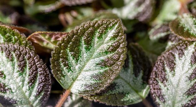 Episcia cupreata 'Silver Shield'