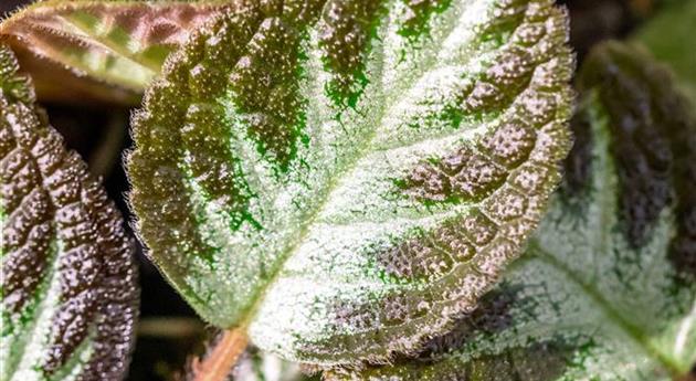 Episcia cupreata 'Silver Shield'