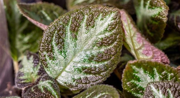 Episcia cupreata 'Silver Shield'