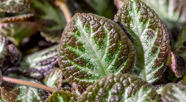 Episcia cupreata 'Silver Shield'