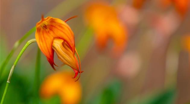 Masdevallia BellaVallia® 'Orange'