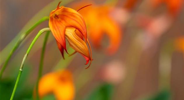 Masdevallia BellaVallia® 'Orange'