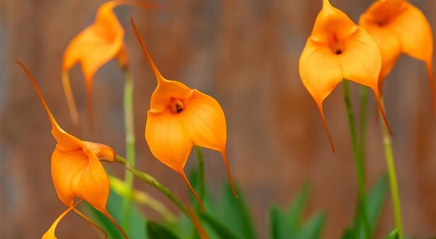 Masdevallia BellaVallia® 'Yellow'