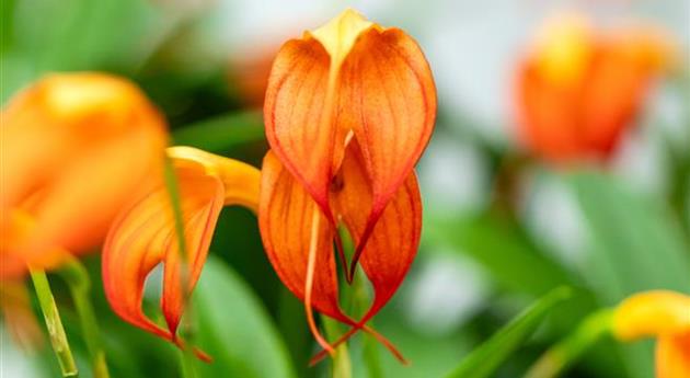 Masdevallia BellaVallia® 'Orange'