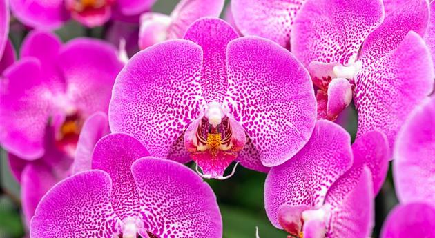 Phalaenopsis 'Britney 5'