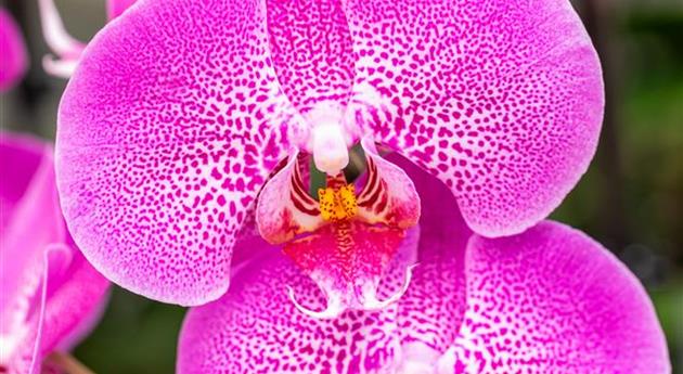 Phalaenopsis 'Britney 5'