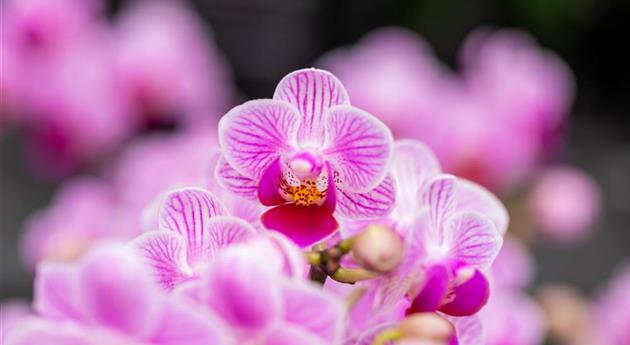 Phalaenopsis 'Sissy 33'