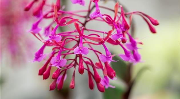 Epidendrum capiriconre