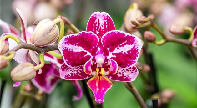 Phalaenopsis 'Selina 1'