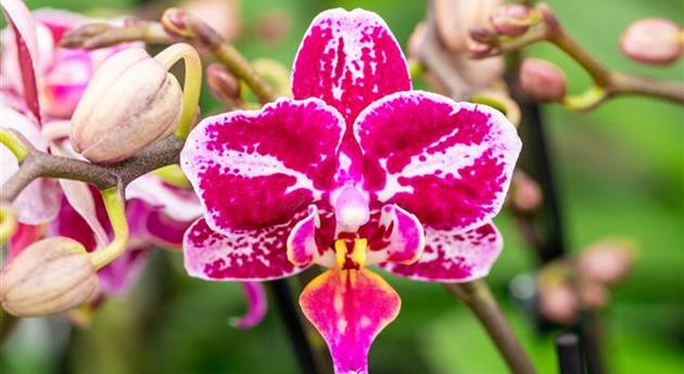 Phalaenopsis 'Selina 1'