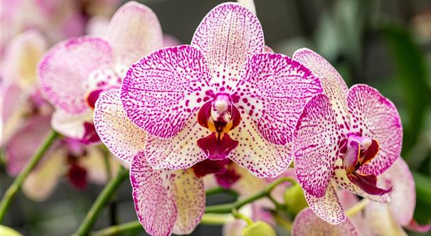 Phalaenopsis 'Kleopatra 4'