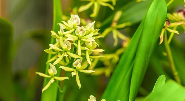 Encyclia 'Sonnenberg'