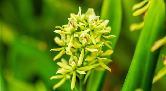 Encyclia 'Sonnenberg'