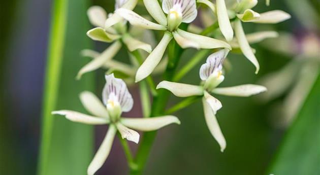 Encyclia 'Sonnenberg'