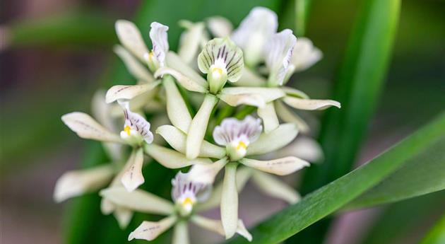 Encyclia 'Sonnenberg'