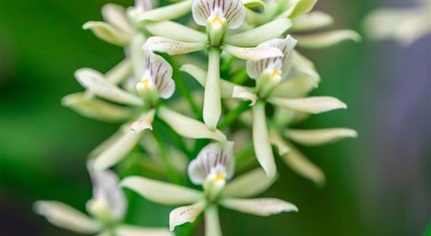 Encyclia 'Sonnenberg'