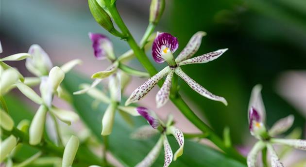 Encyclia 'Sonnenberg'