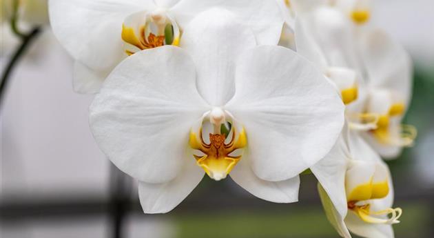 Phalaenopsis 'Gerda 3'