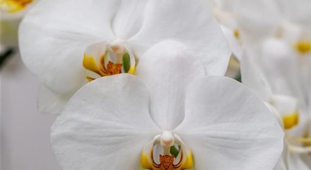 Phalaenopsis 'Gerda 3'