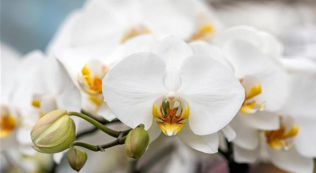 Phalaenopsis 'Gerda 3'