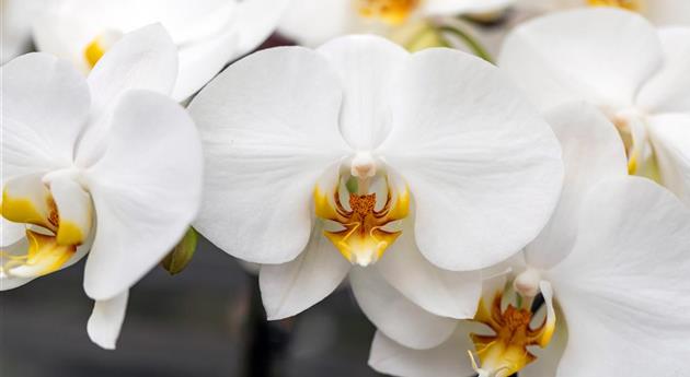 Phalaenopsis 'Gerda 3'