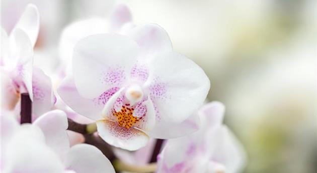 Phalaenopsis 'Neele 8'