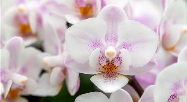 Phalaenopsis 'Neele 8'