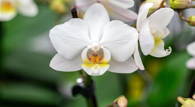 Phalaenopsis 'Julia 11'