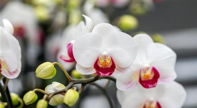 Phalaenopsis 'Gwen 7'