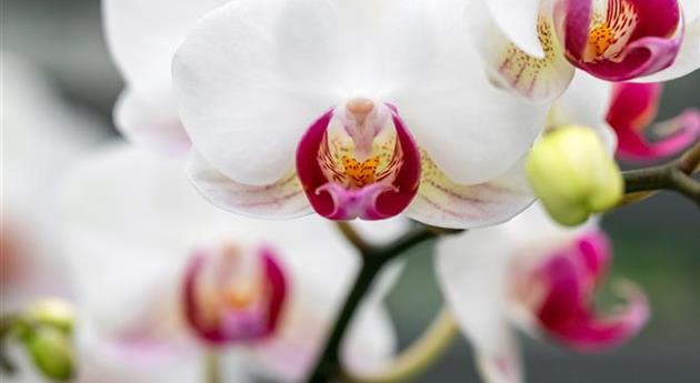 Phalaenopsis 'Gwen 7'