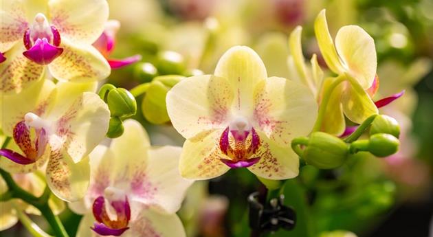 Phalaenopsis 'Sunny 12'