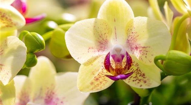 Phalaenopsis 'Sunny 12'