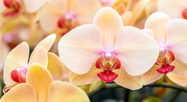 Phalaenopsis 'Summer 2'