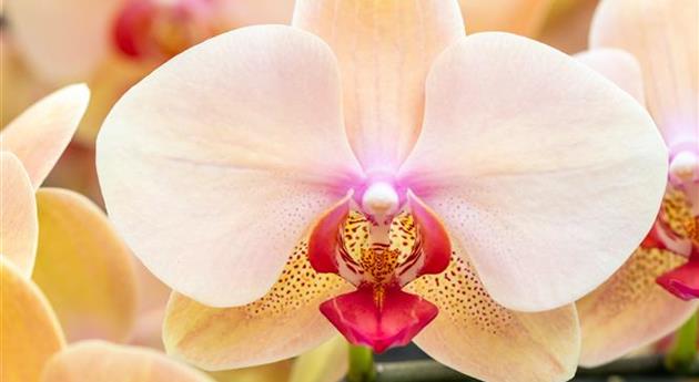 Phalaenopsis 'Summer 2'