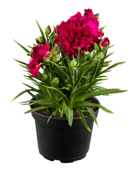 Dianthus Flow® 'Blinky Beach'