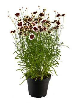 Coreopsis verticillata 'Chorasan Burgundy and White'